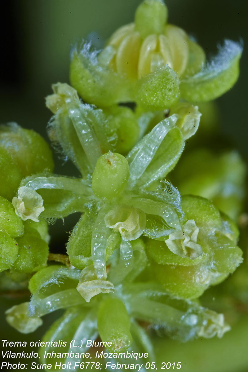 Trema orientale Trema orientale