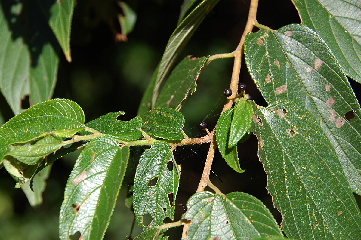 Trema orientale Trema orientale