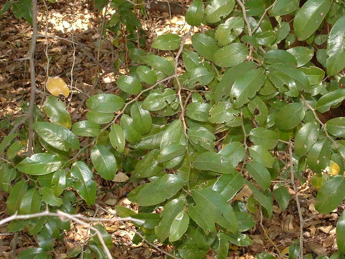 Chaetachme aristata Chaetachme aristata