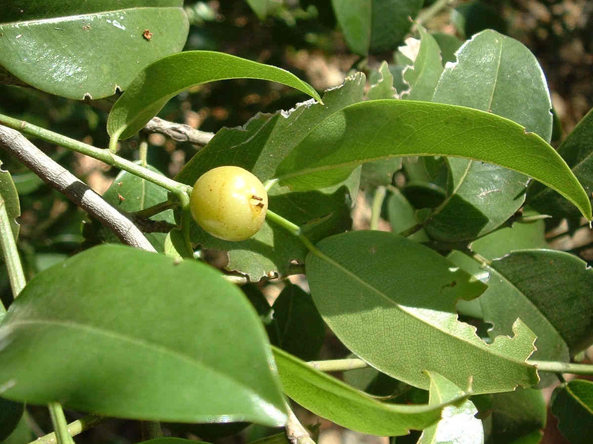 Chaetachme aristata Chaetachme aristata