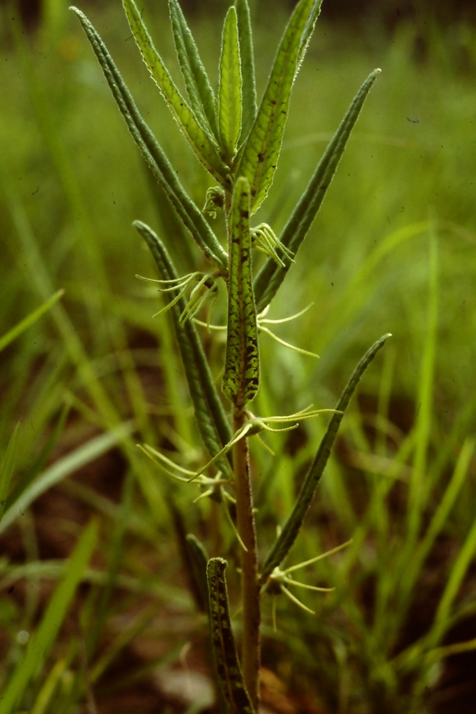 Dorstenia benguellensis