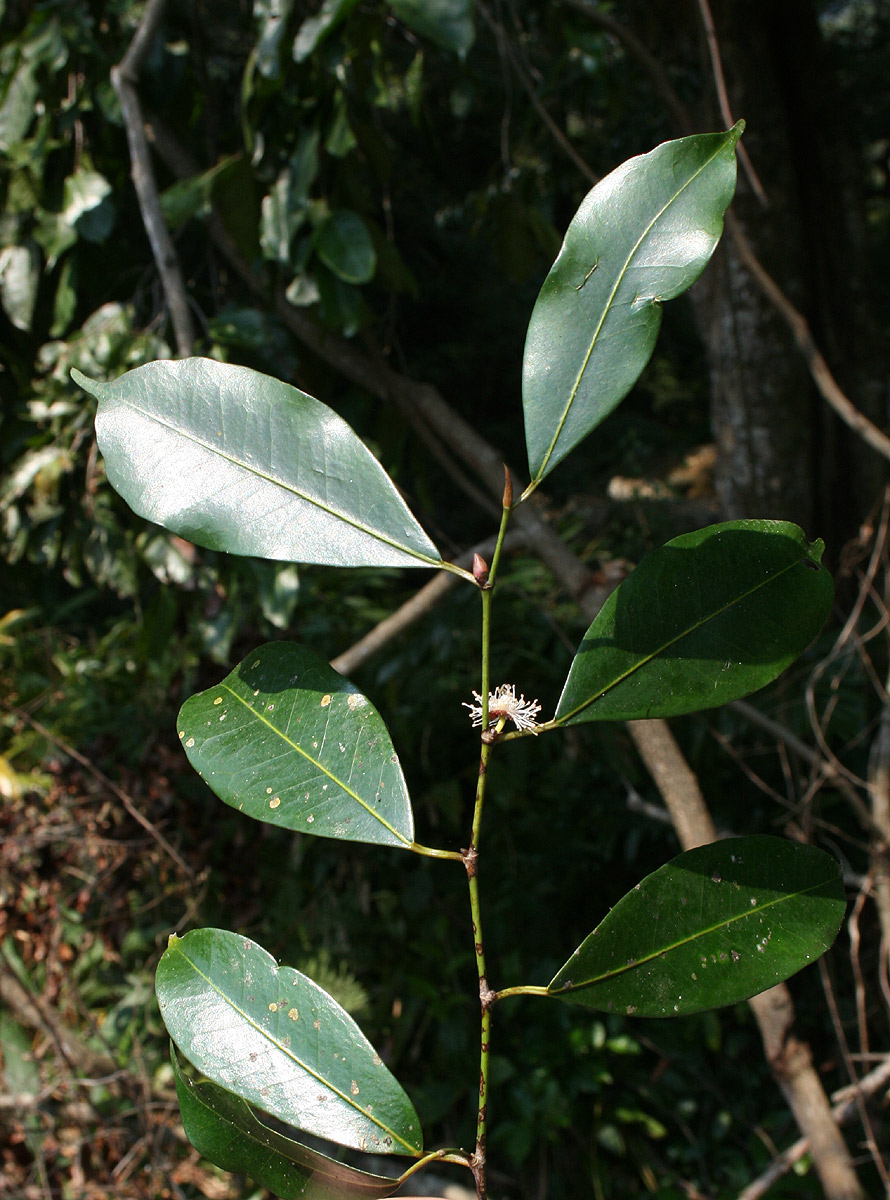 Trilepisium madagascariense Trilepisium madagascariense