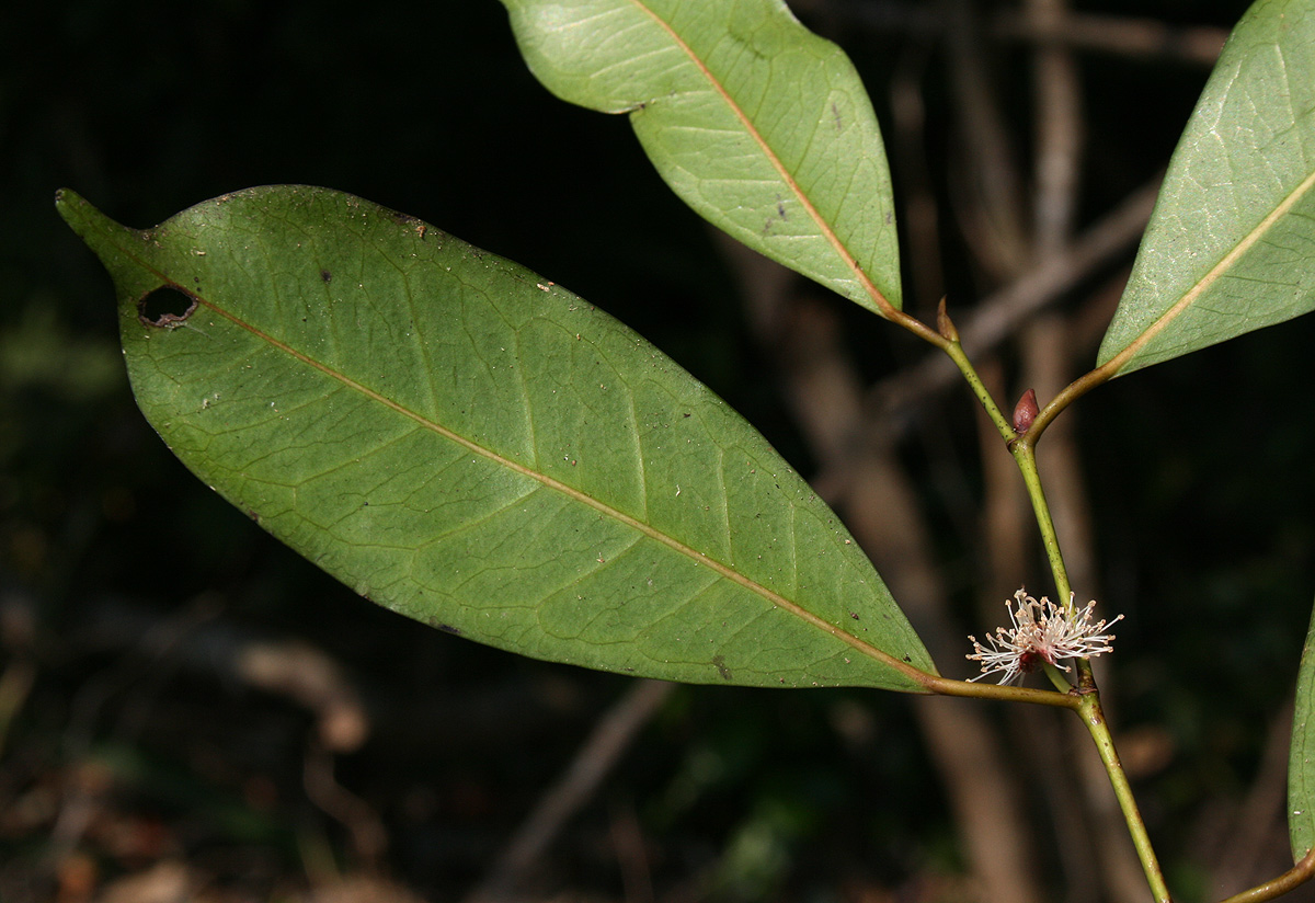 Trilepisium madagascariense