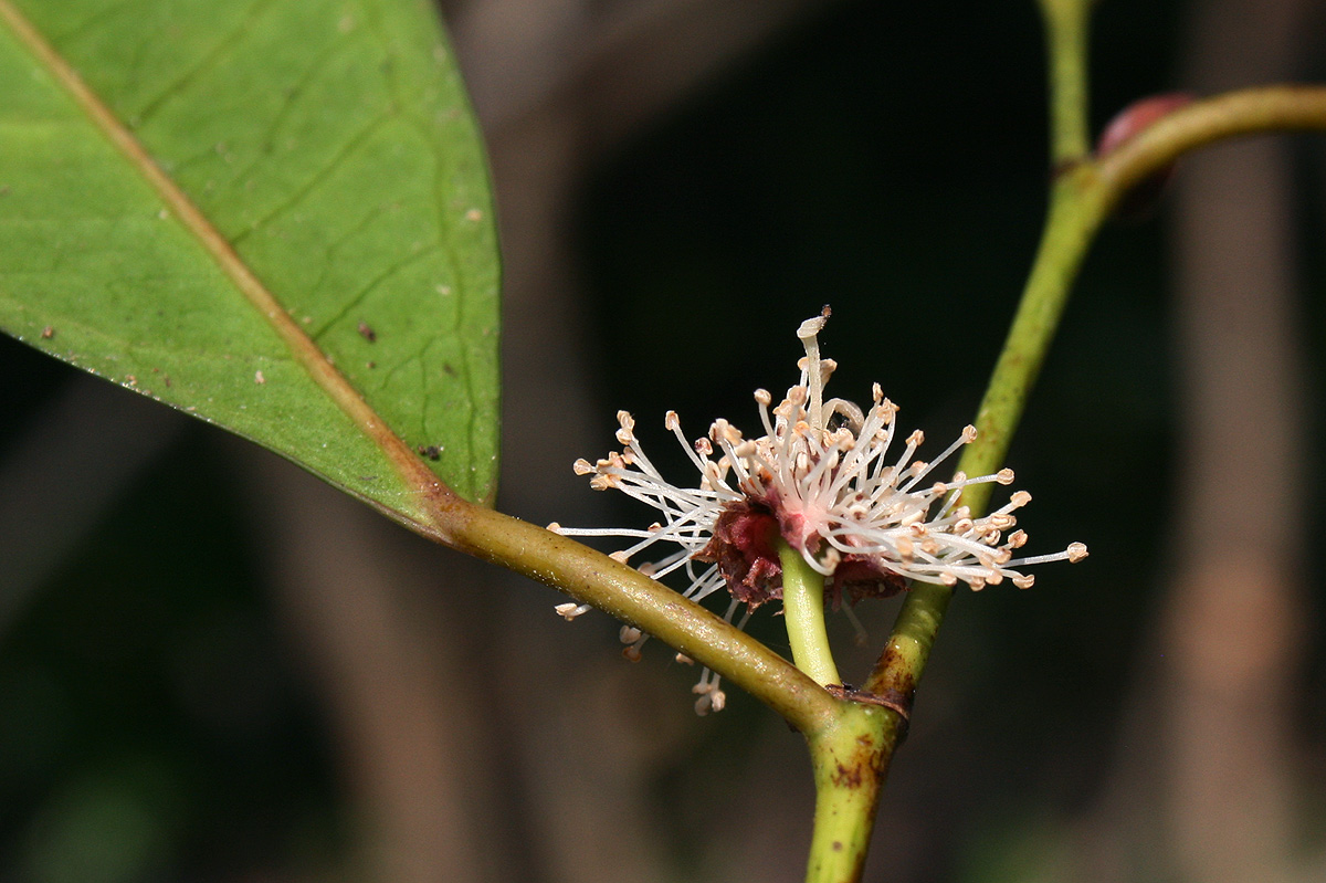 Trilepisium madagascariense