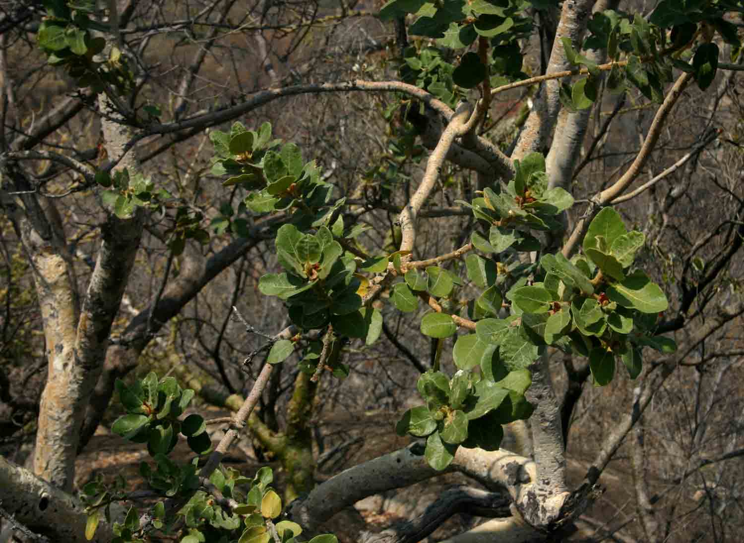Ficus glumosa Ficus glumosa