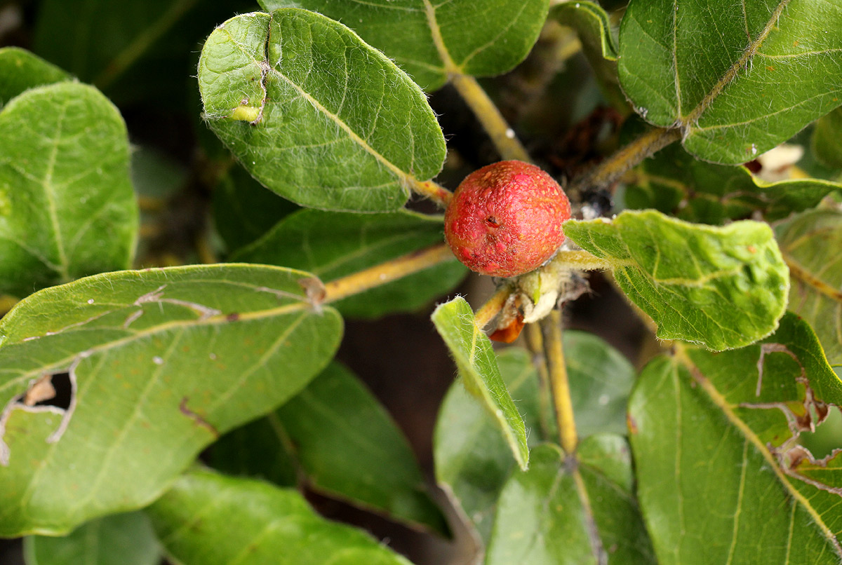 Ficus glumosa Ficus glumosa