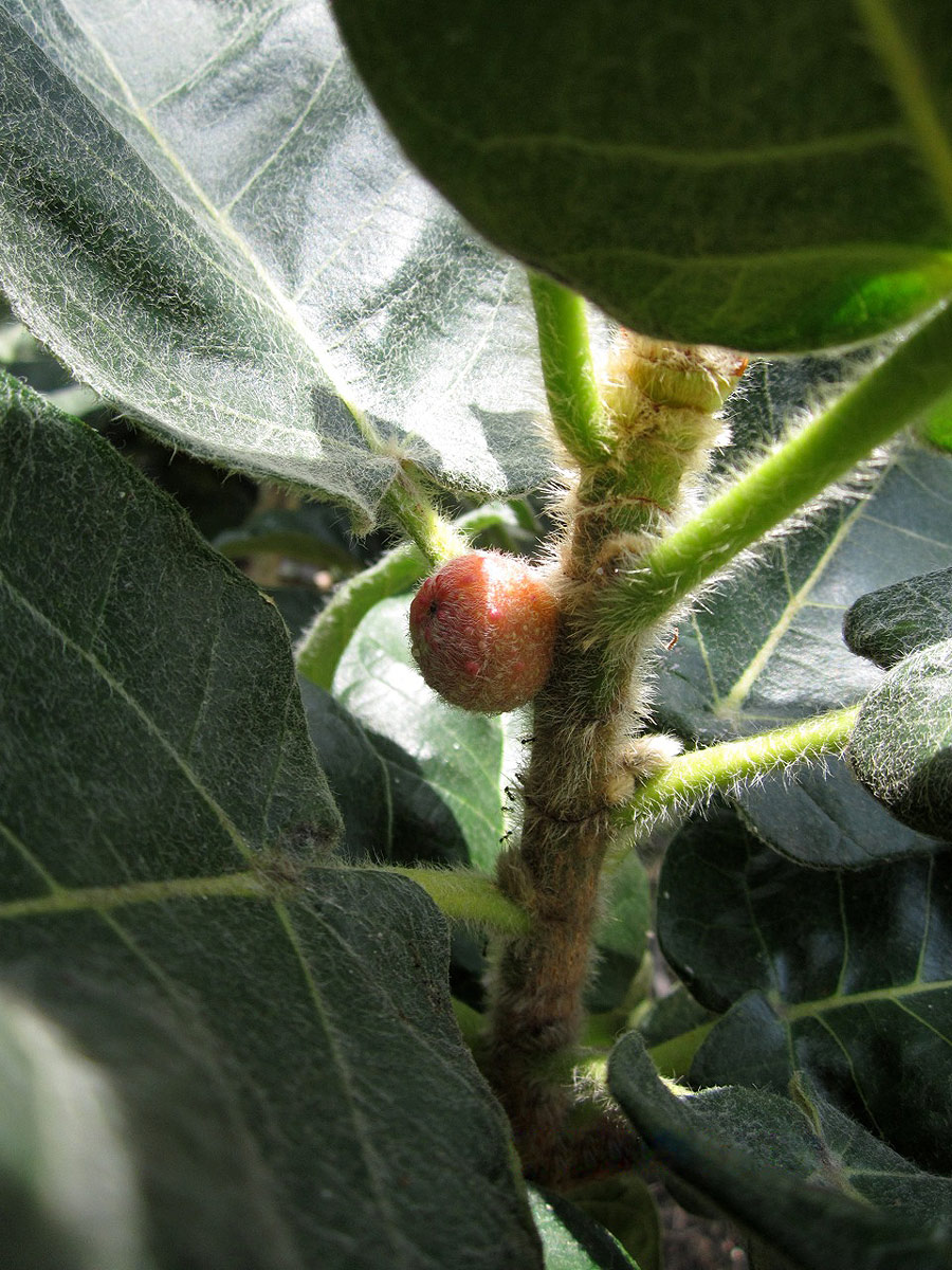 Ficus glumosa