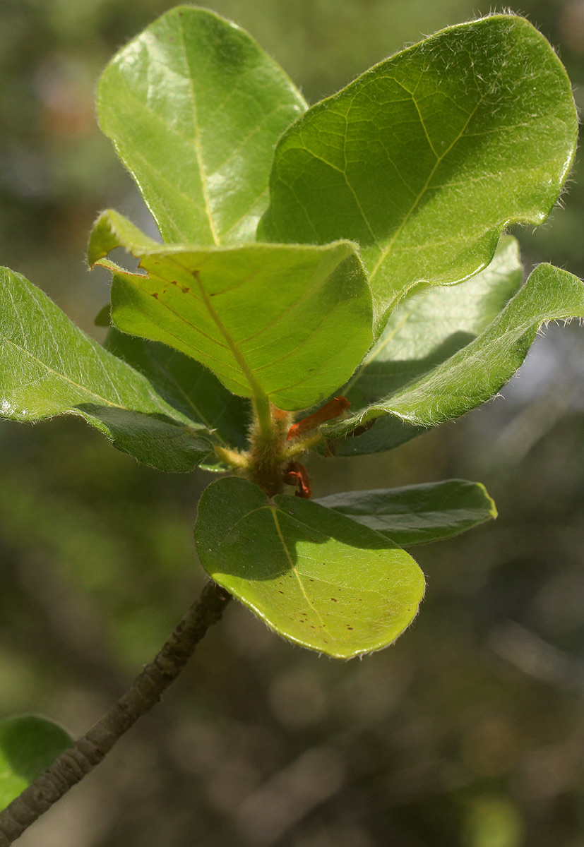 Ficus glumosa Ficus glumosa