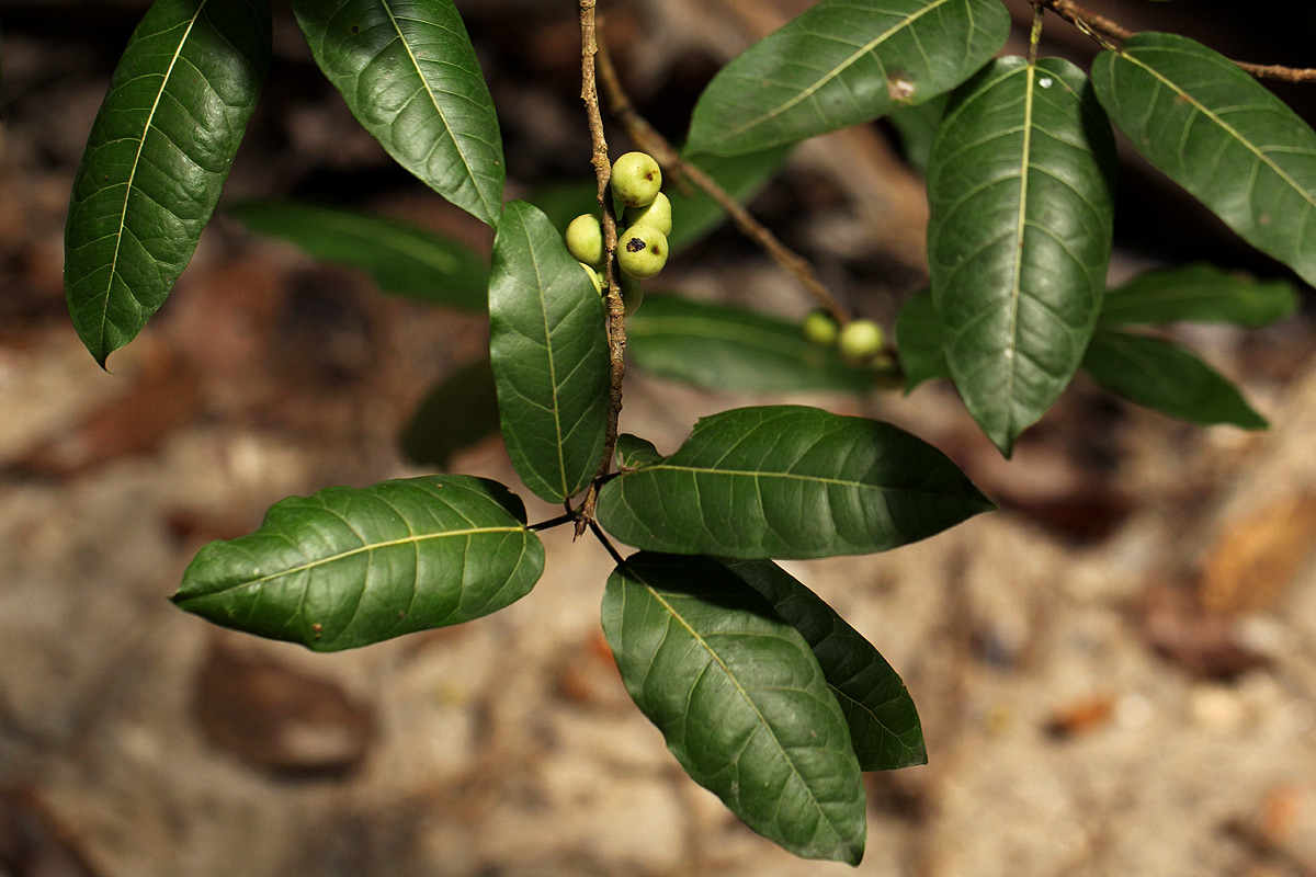 Ficus ingens