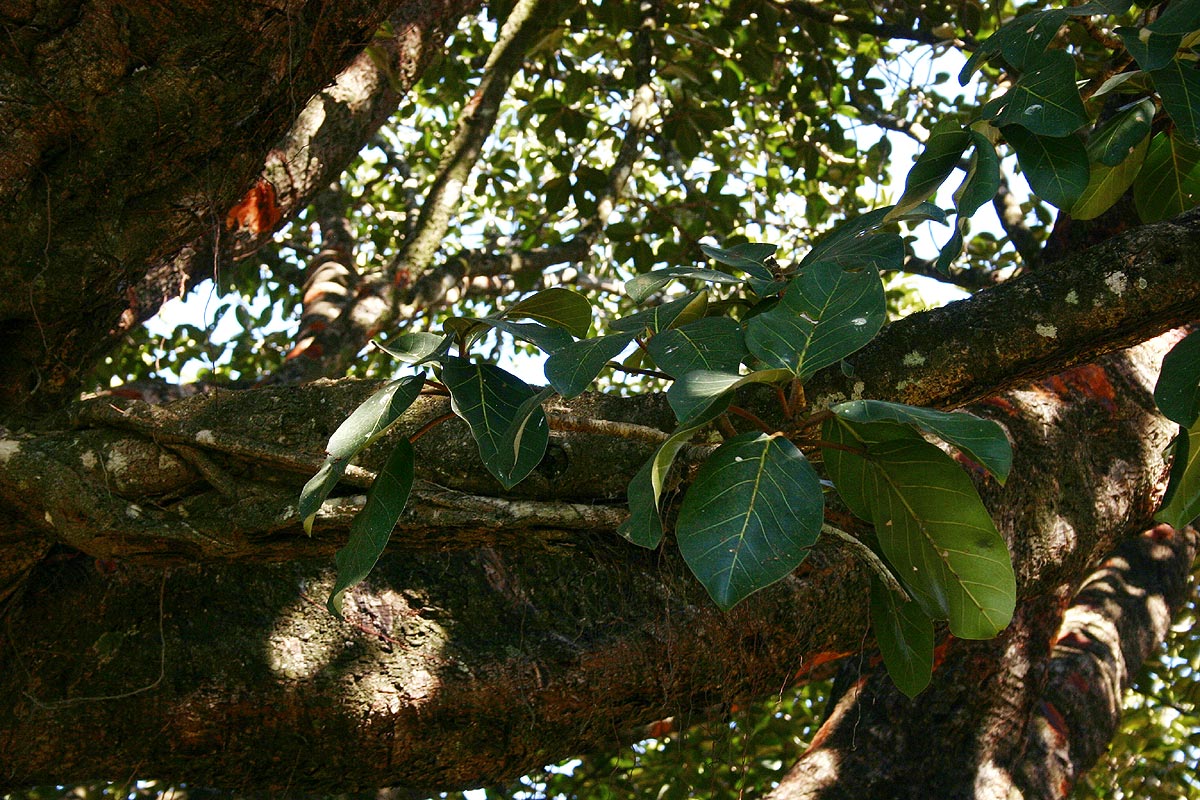 Ficus lutea Ficus lutea