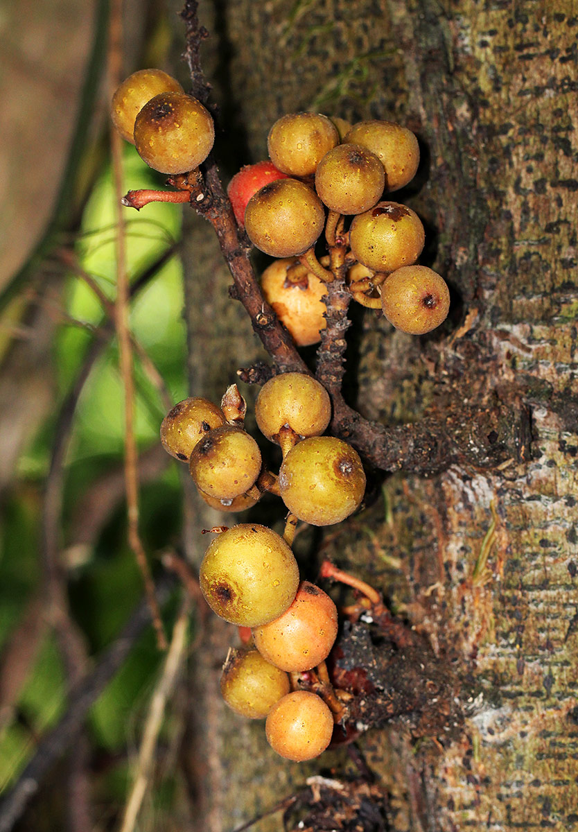 Ficus sur