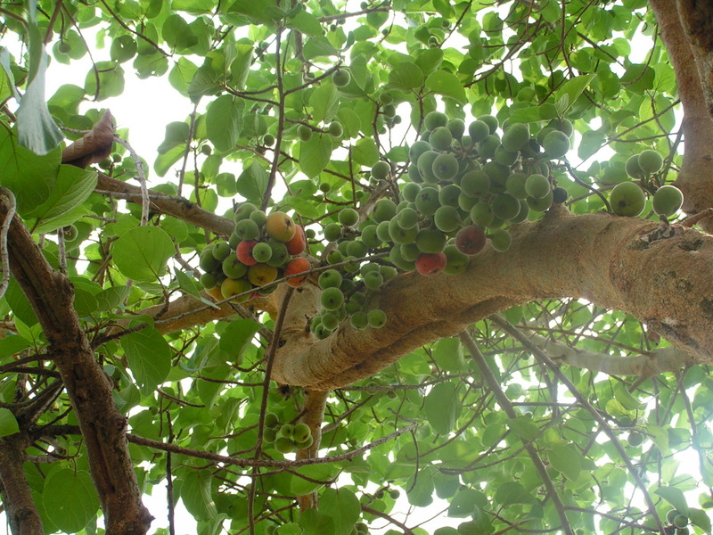 Ficus sycomorus Ficus sycomorus