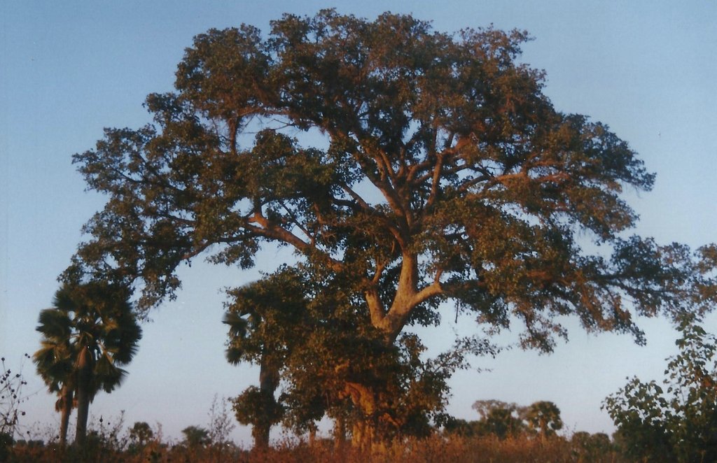 Ficus sycomorus Ficus sycomorus
