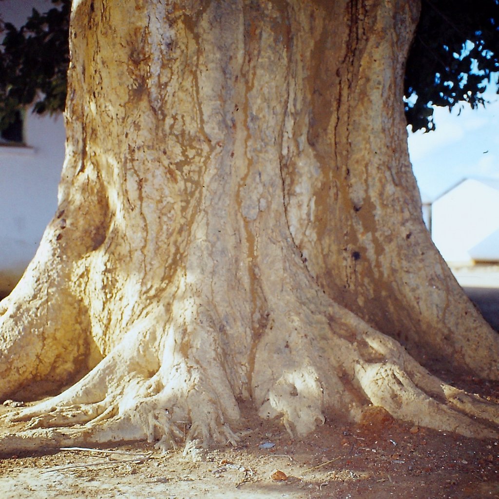 Ficus sycomorus Ficus sycomorus
