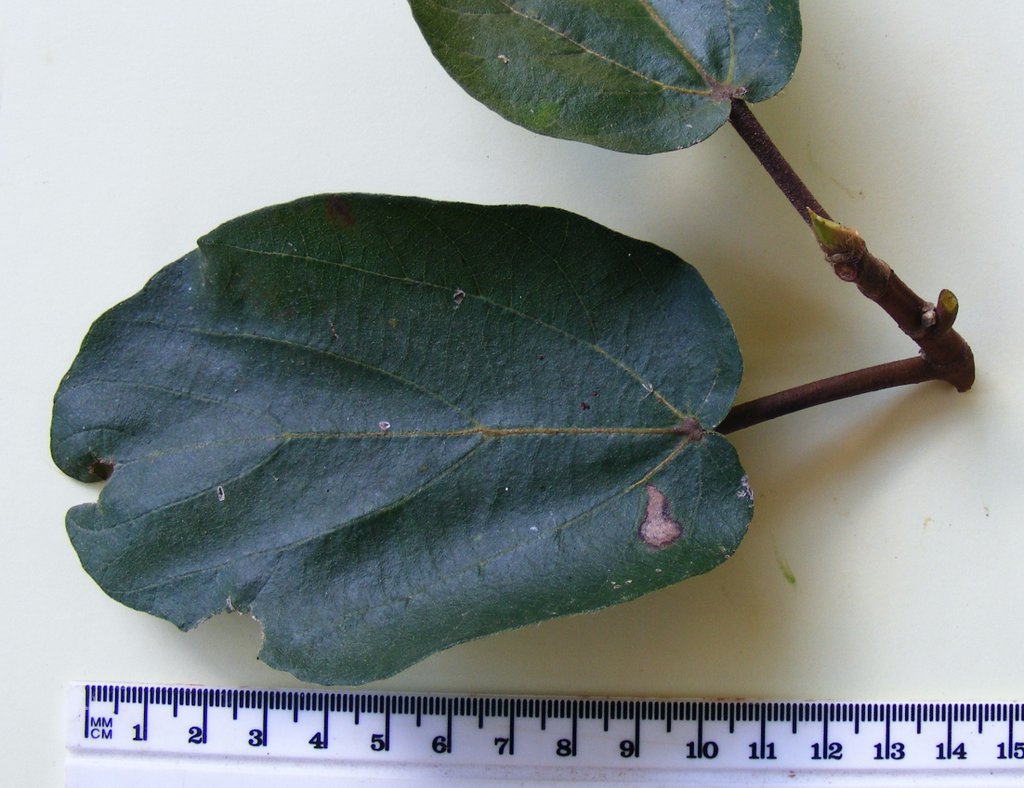 Ficus sycomorus Ficus sycomorus