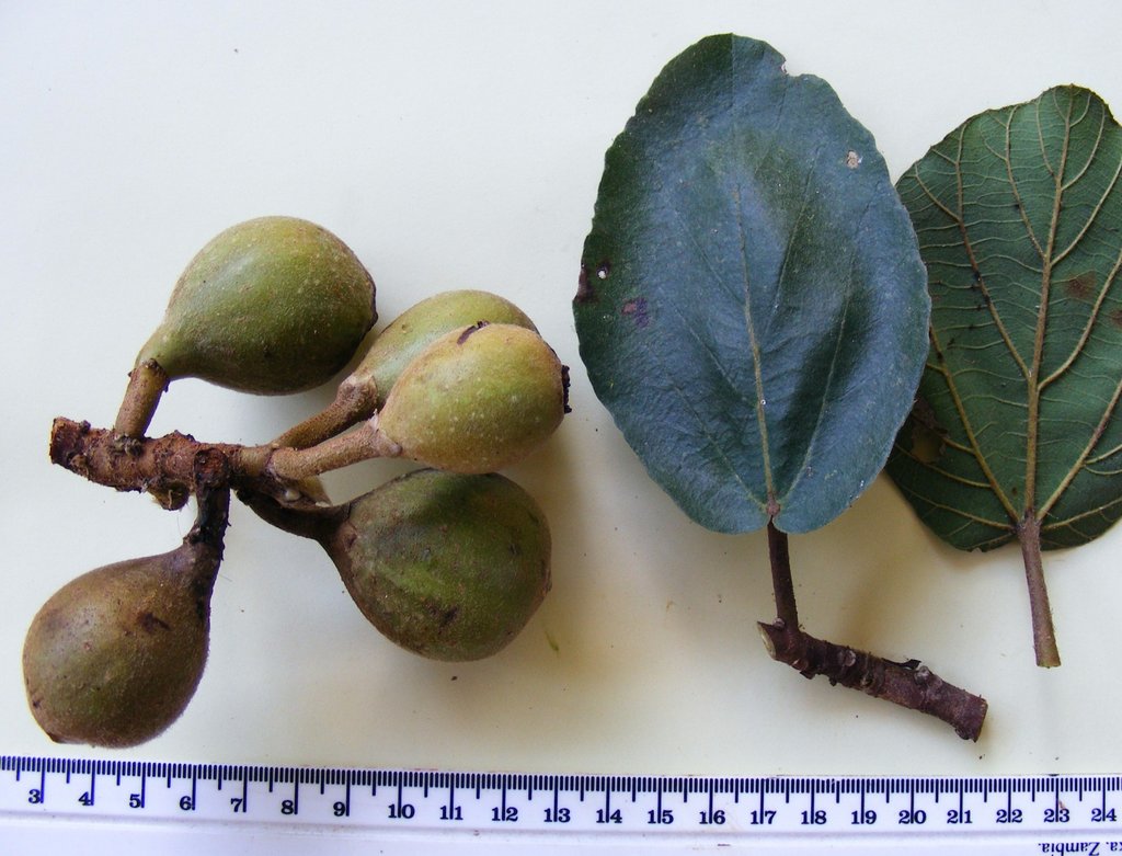 Ficus sycomorus Ficus sycomorus