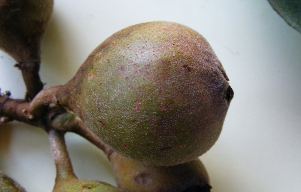 Ficus sycomorus Ficus sycomorus