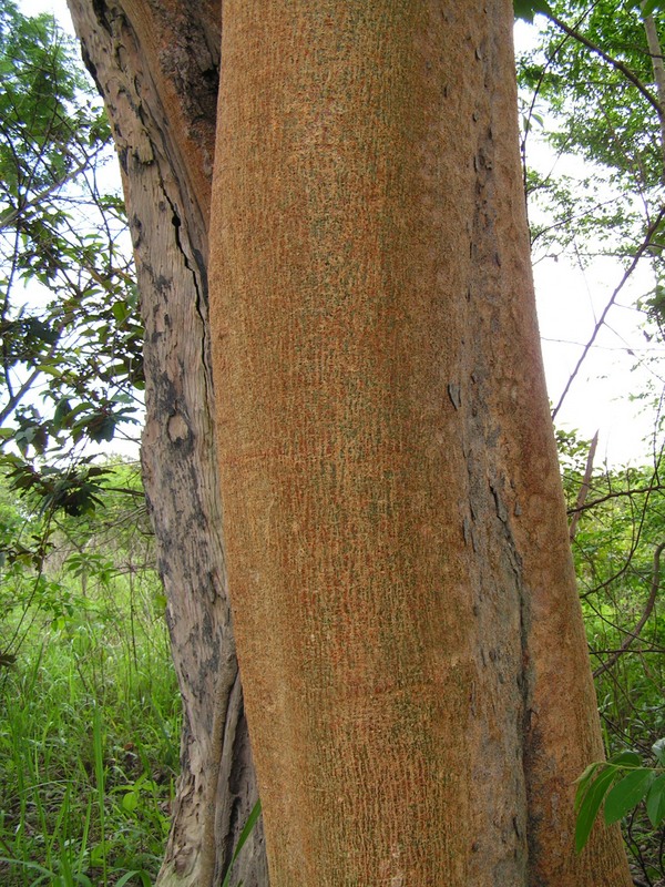 Ficus sycomorus Ficus sycomorus