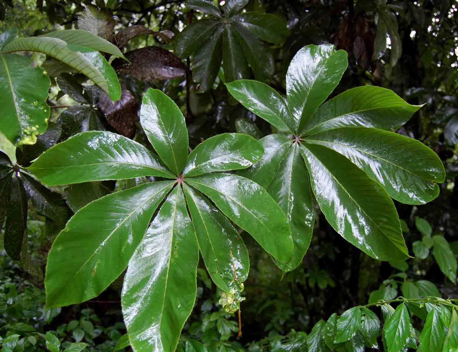 Myrianthus holstii Myrianthus holstii