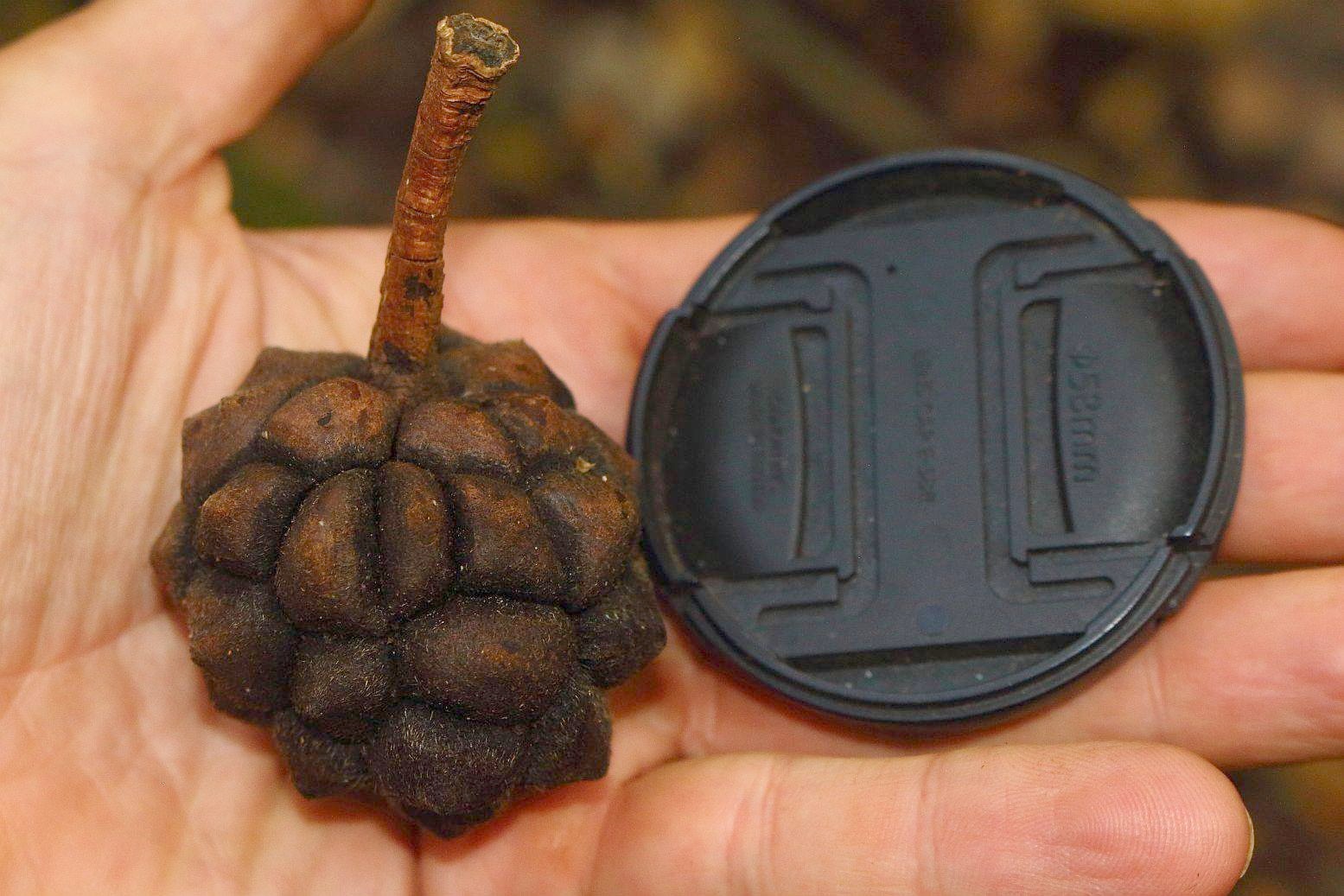 Myrianthus holstii Myrianthus holstii