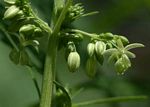 Cannabis sativa