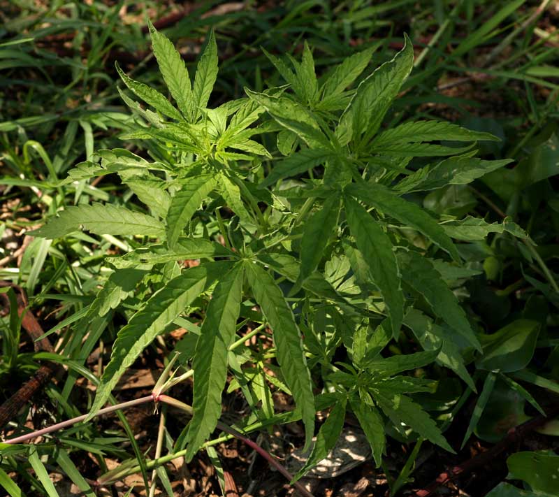 Cannabis sativa Cannabis sativa