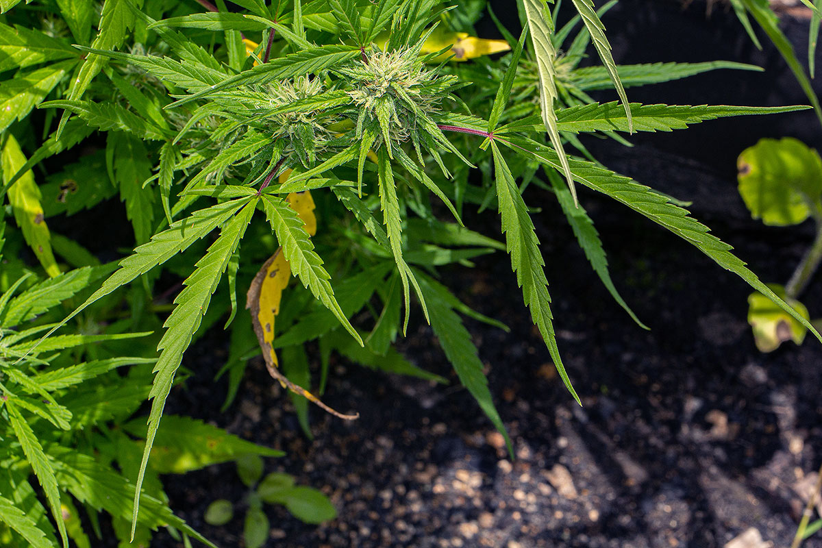 Cannabis sativa Cannabis sativa