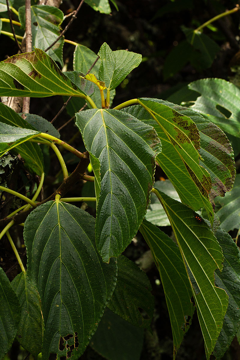 Scepocarpus hypselodendron