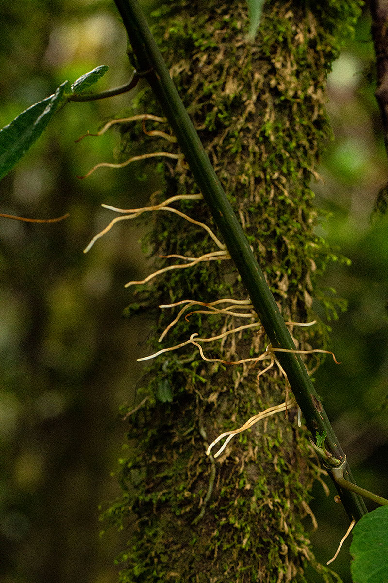 Scepocarpus hypselodendron