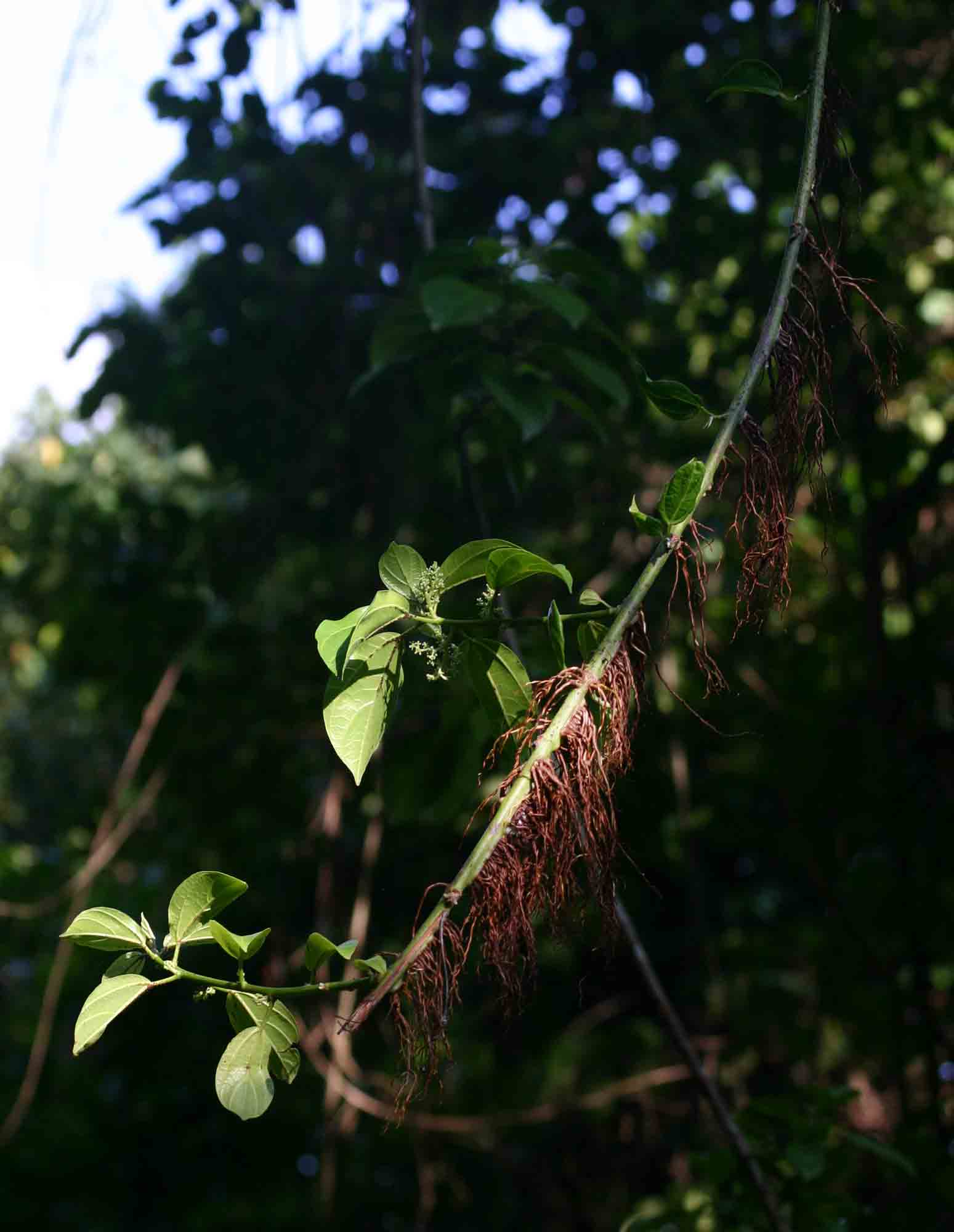 Scepocarpus trinervis