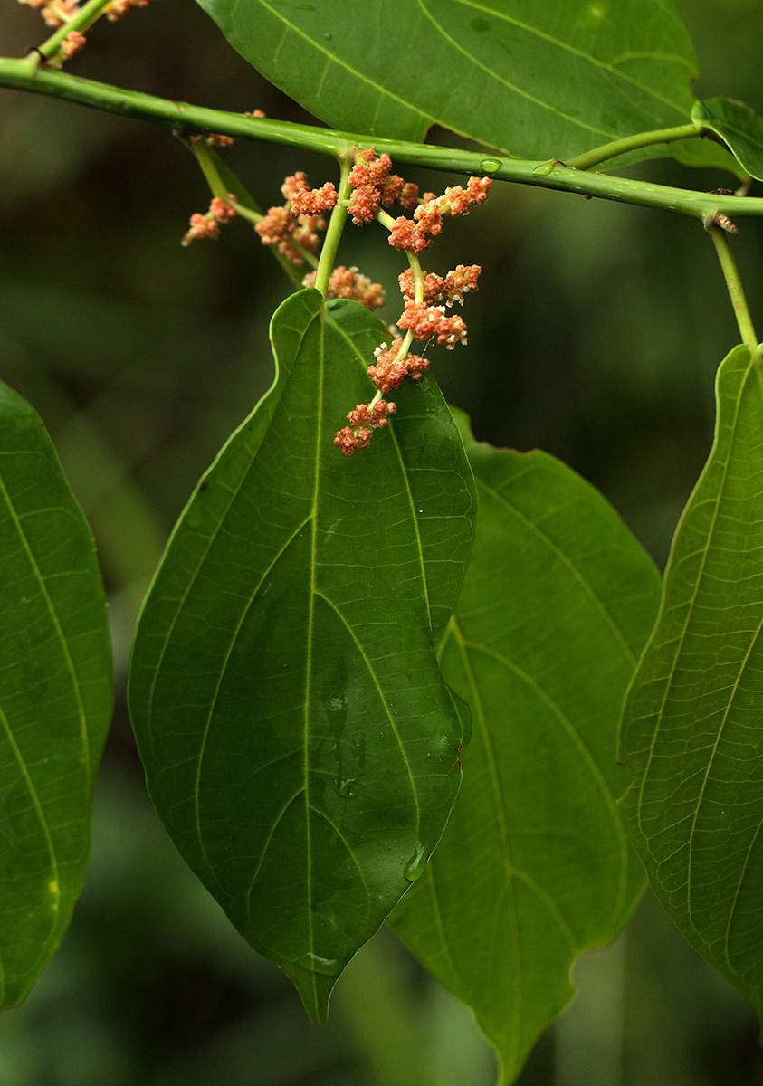 Scepocarpus trinervis