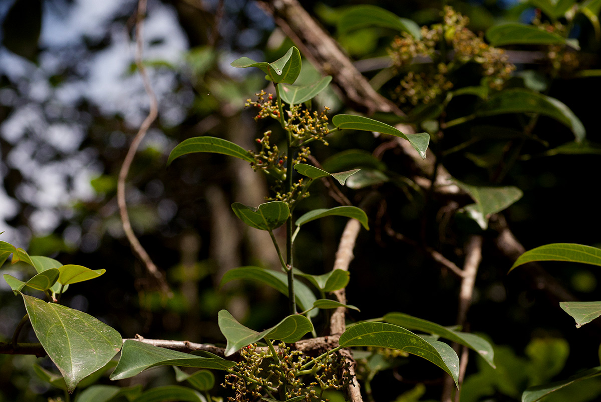 Scepocarpus trinervis Scepocarpus trinervis