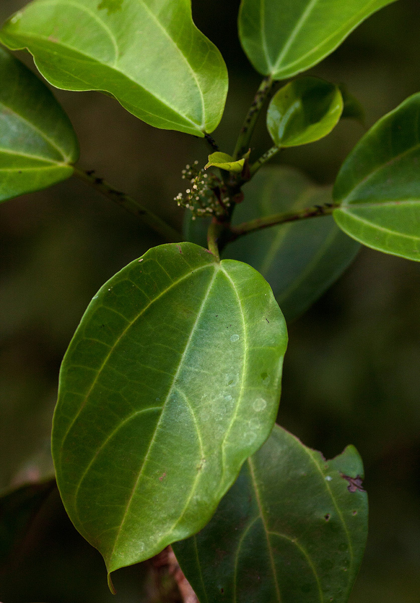 Scepocarpus trinervis Scepocarpus trinervis
