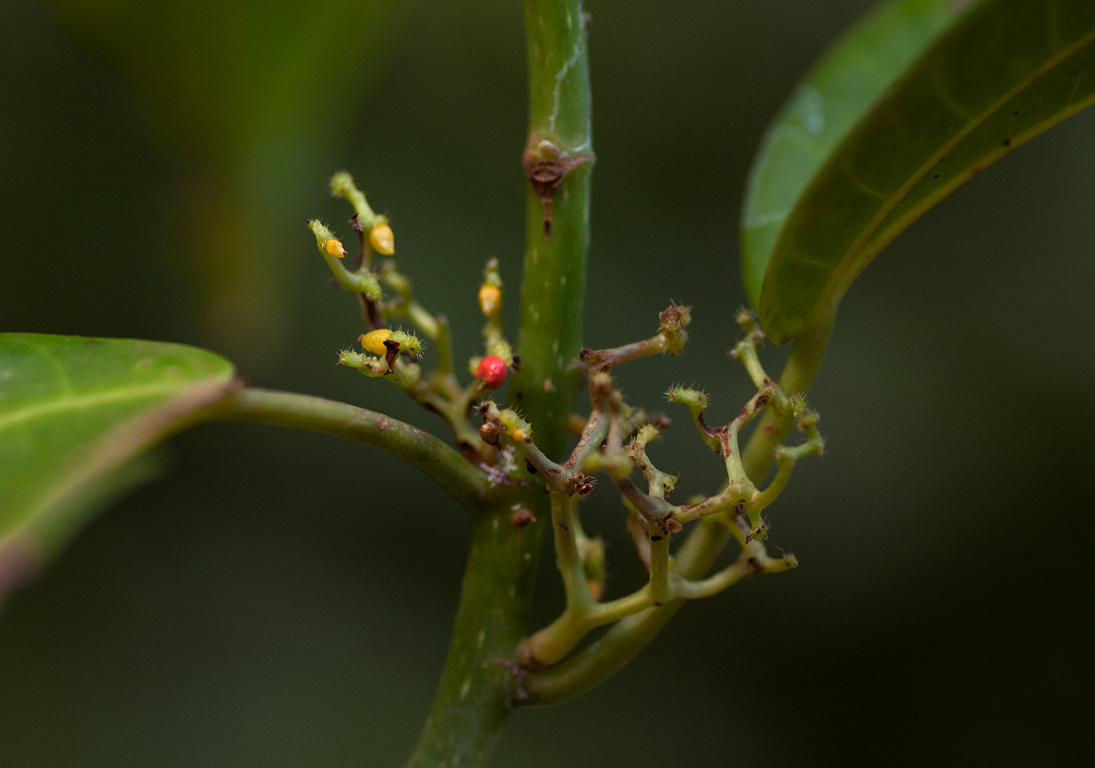 Scepocarpus trinervis Scepocarpus trinervis