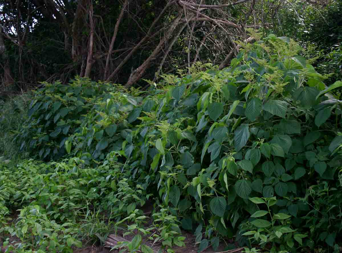 Laportea aestuans Laportea aestuans