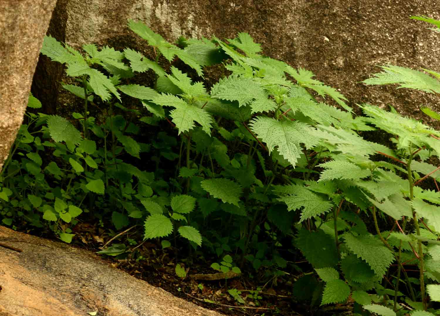 Girardinia diversifolia Girardinia diversifolia