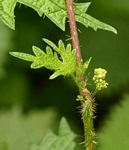 Girardinia diversifolia