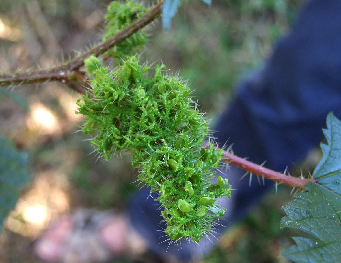 Girardinia diversifolia Girardinia diversifolia