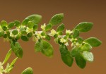Pilea microphylla