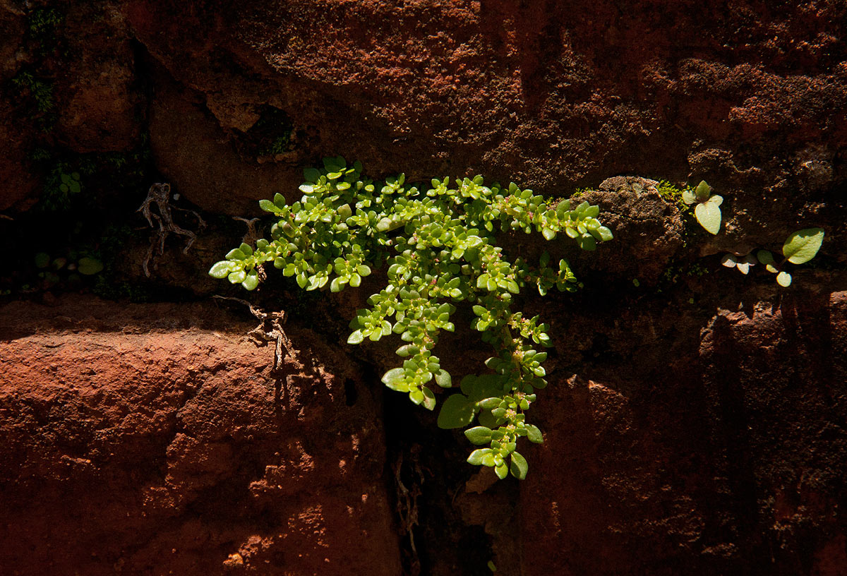 Pilea microphylla Pilea microphylla