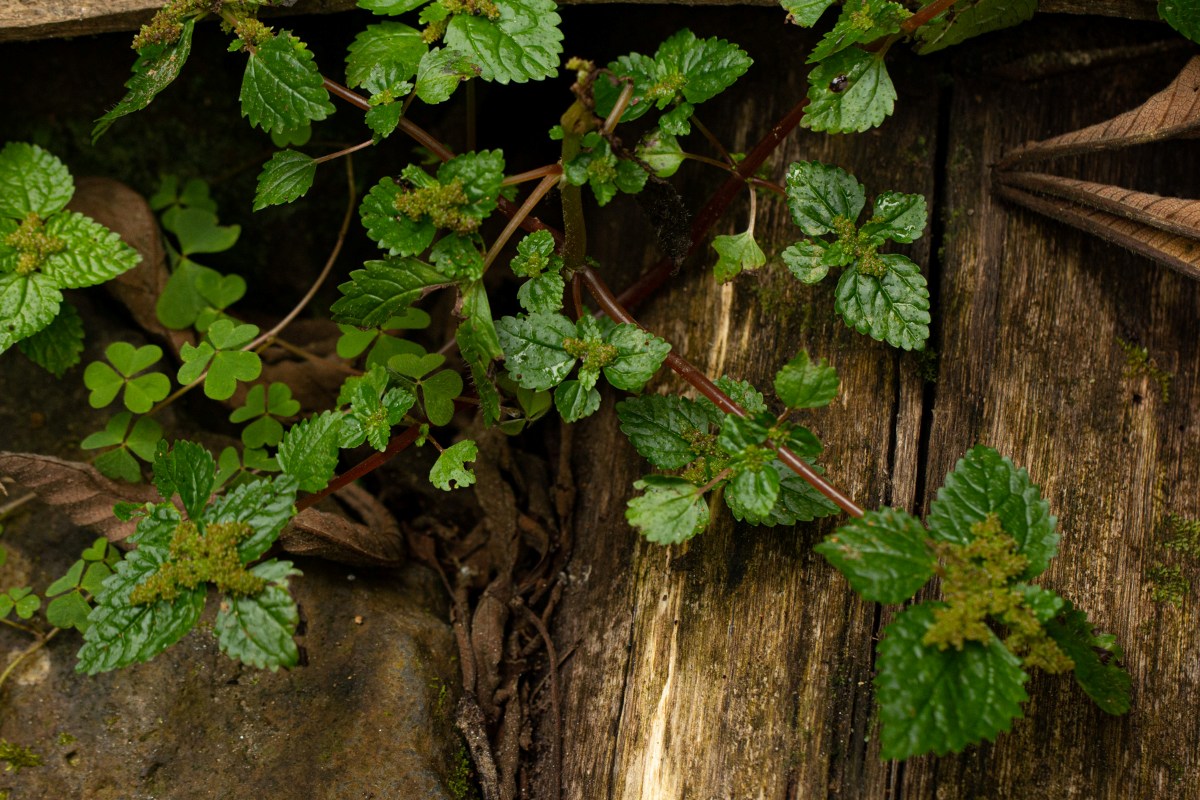 Pilea tetraphylla Pilea tetraphylla