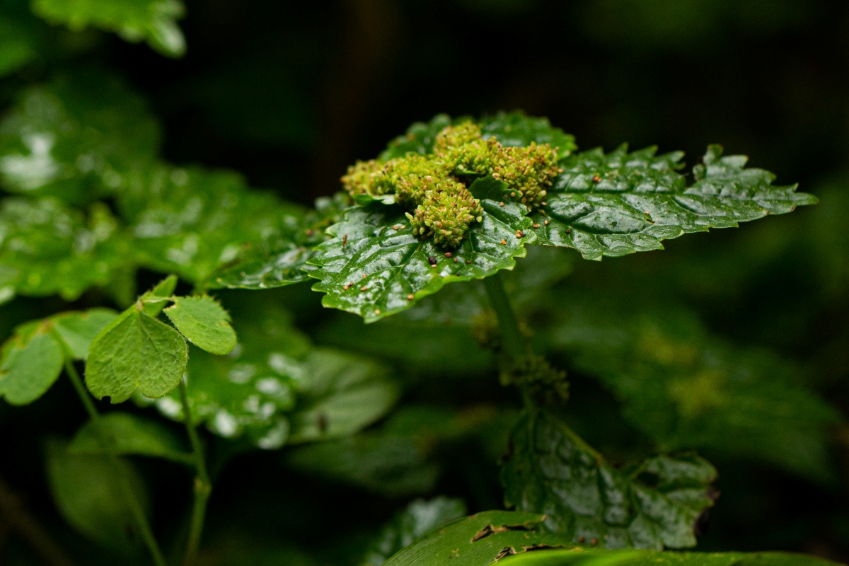 Pilea tetraphylla