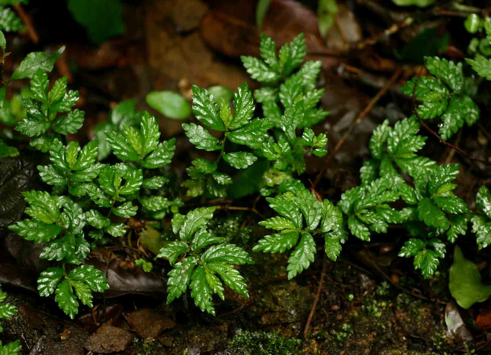 Elatostema monticola