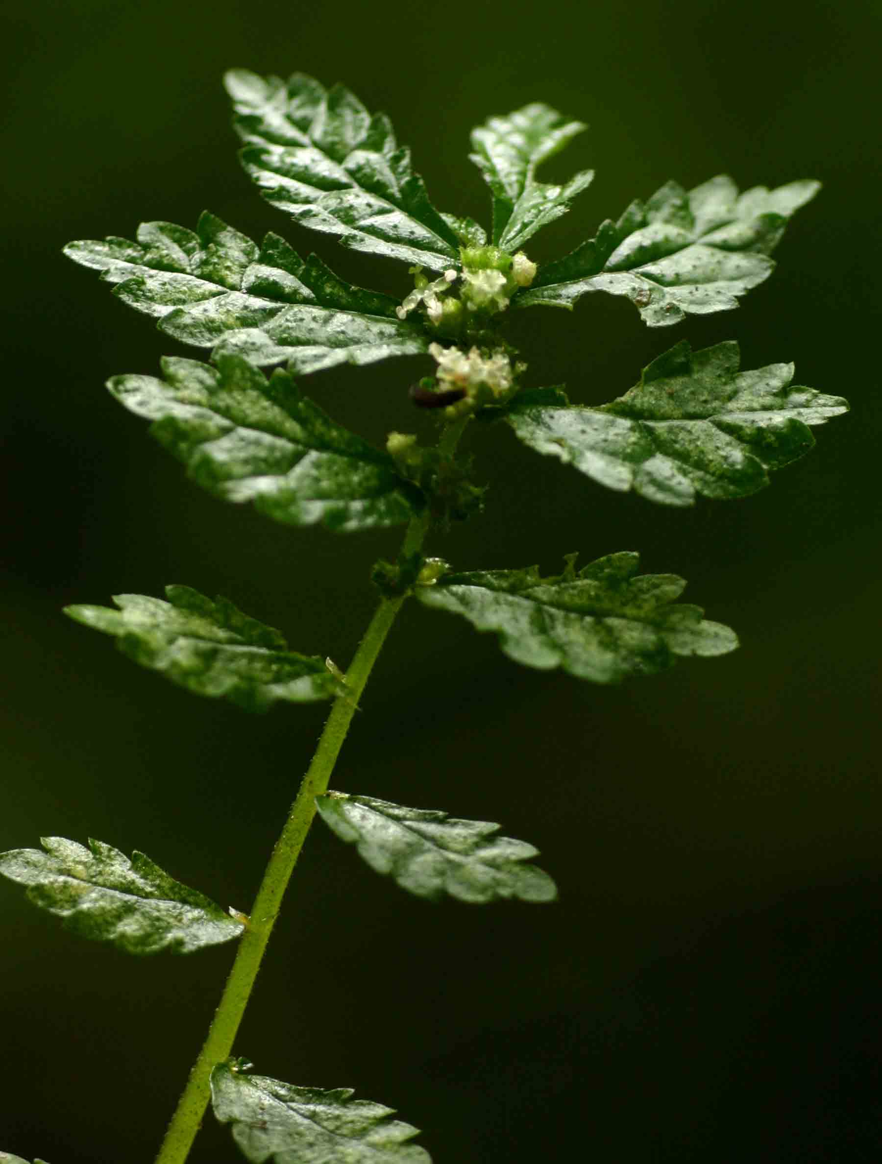 Elatostema monticola