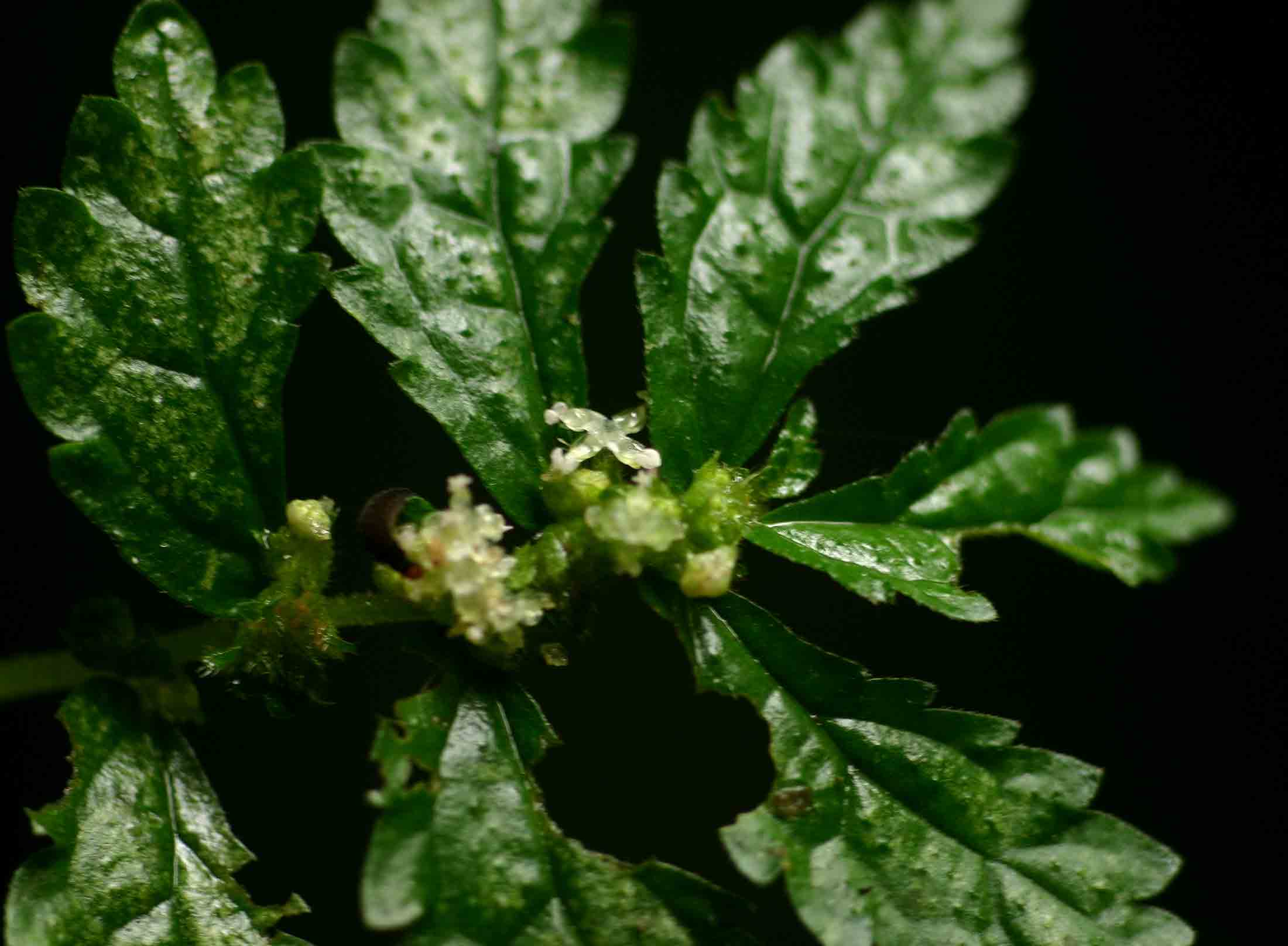 Elatostema monticola