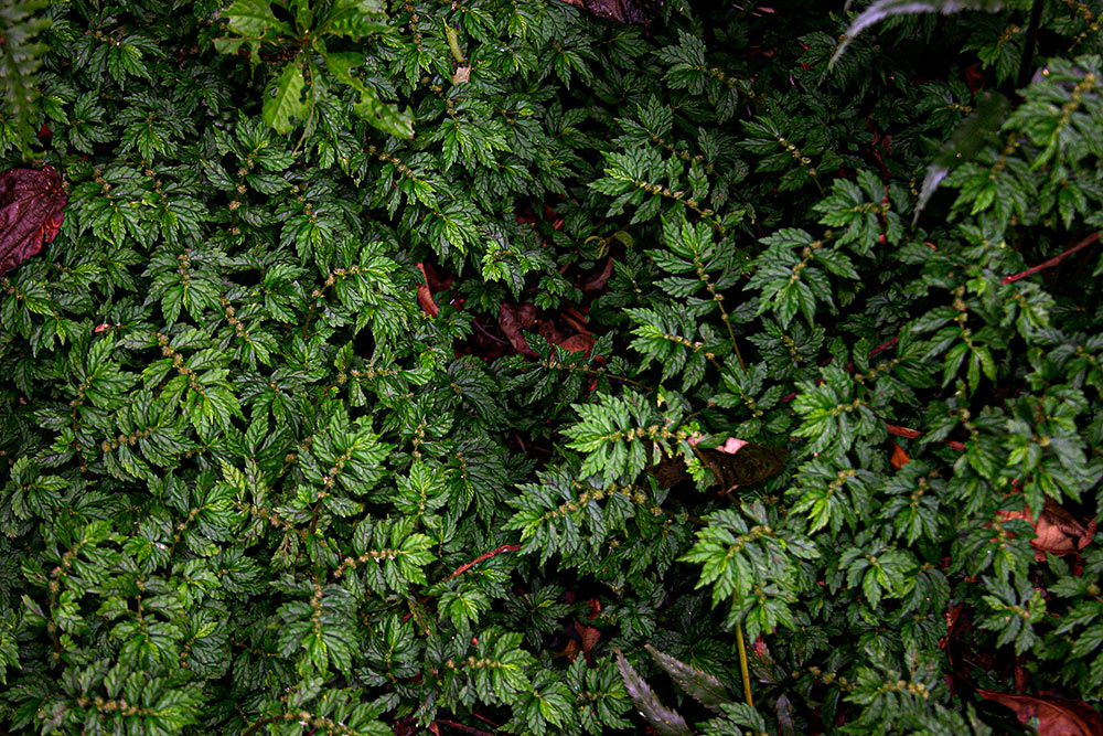 Elatostema monticola