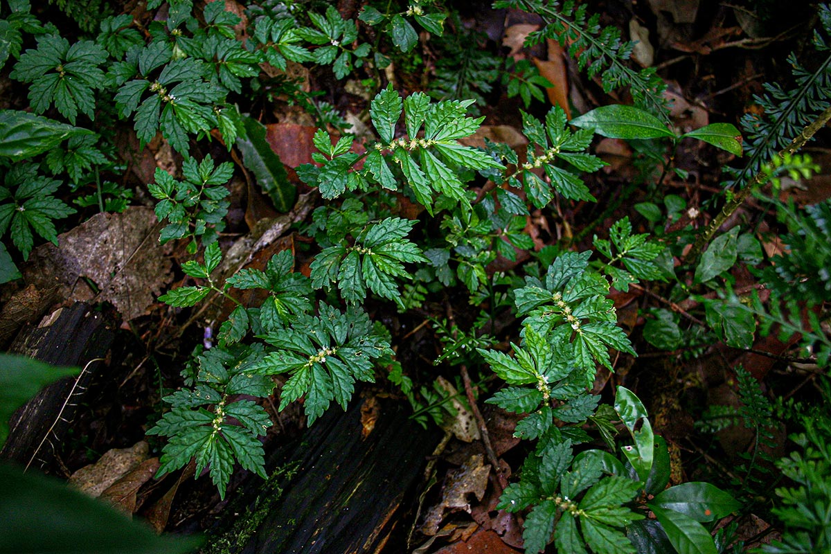 Elatostema monticola