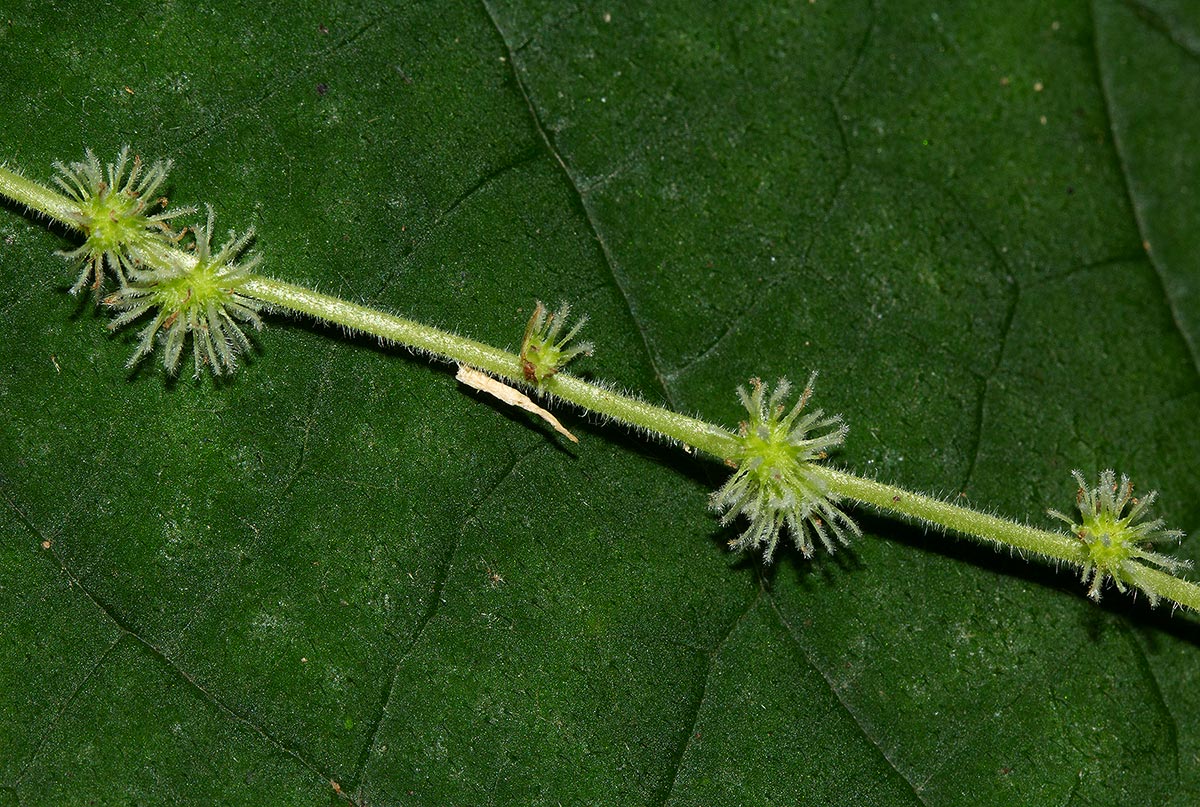 Boehmeria macrophylla