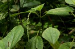 Boehmeria macrophylla