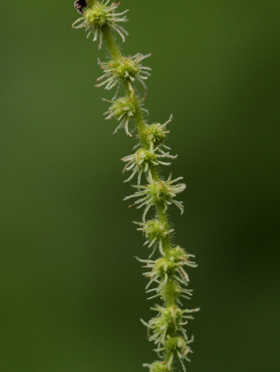 Boehmeria macrophylla Boehmeria macrophylla
